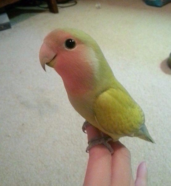 Живность из сети