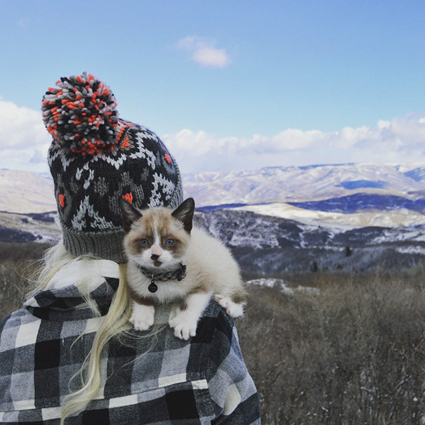 Живность из сети