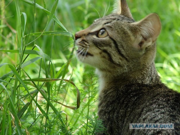 Котовторник на ЯПлакалъ