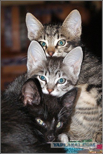 Котовторник на ЯПлакалъ: Кото и кто-то!