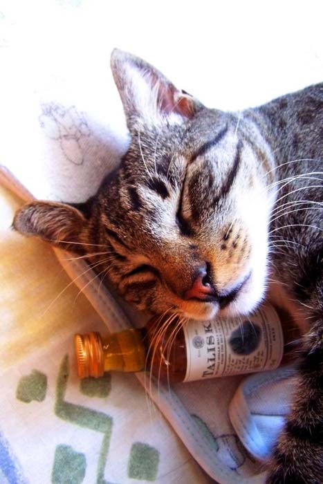 Котопятница: А кто не пьёт? Назови! ))