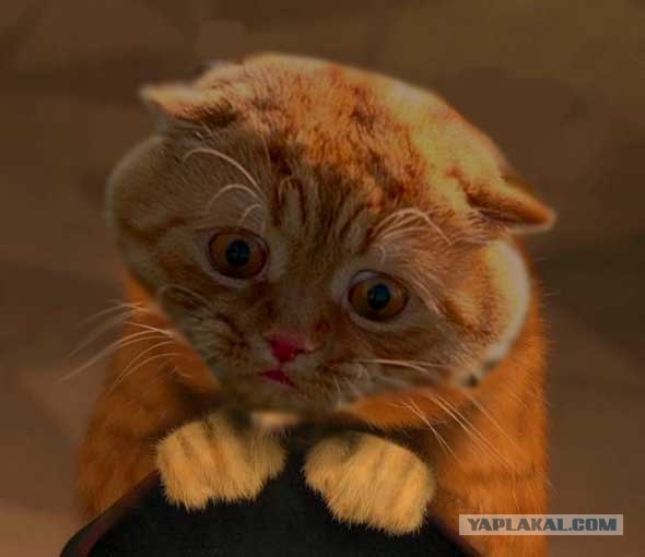 Котик испугался