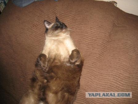 Котовторник!