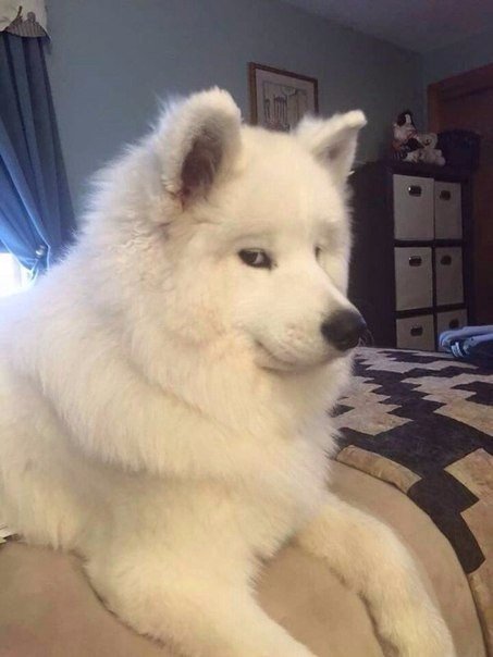 Милые животные. Мимиметр сломался