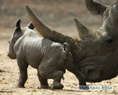 Носороговое счастье