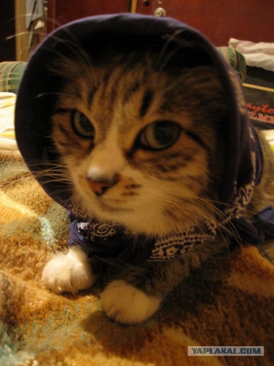 Первый котовторник июля