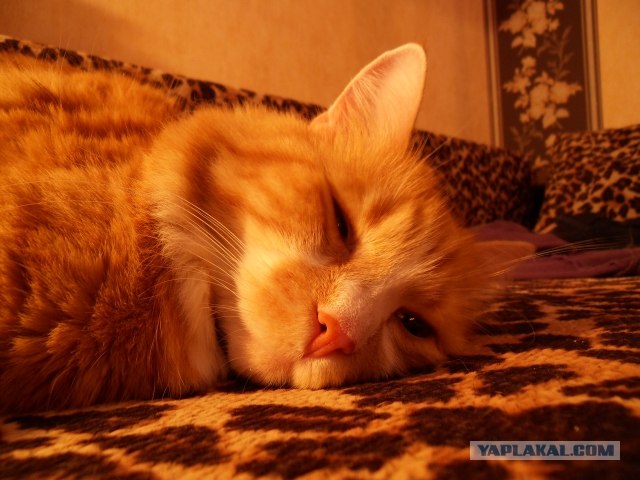 Котовторник в "КотоГетто"