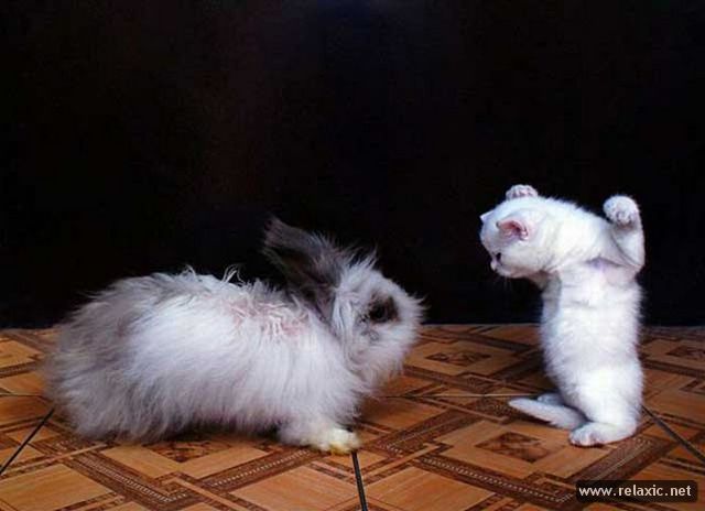 Котовторник (07.02.2012)
