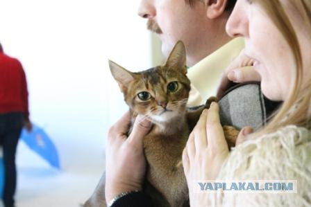 Котовторник 27.03.2012