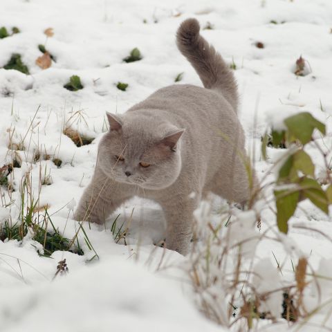 Прикольных котов пост