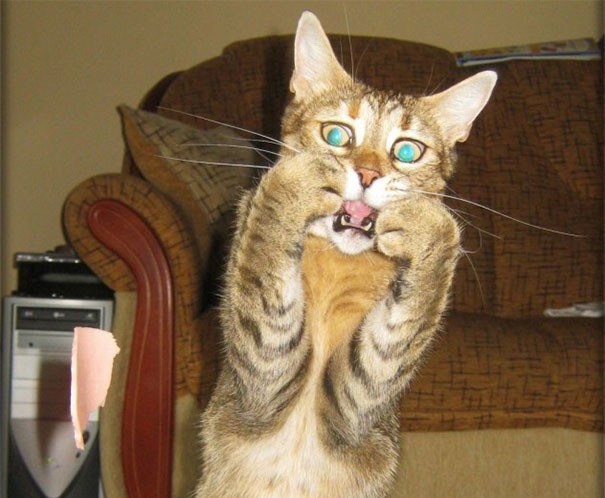 Котовторник!
