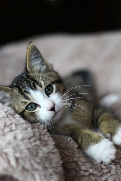 Котовторник 23.07.2019.