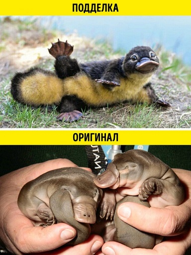 Несколько эффектных фотографий, в которые многие поверили,  а они оказались подделкой
