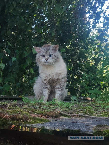 Котовторник 14.07.2020