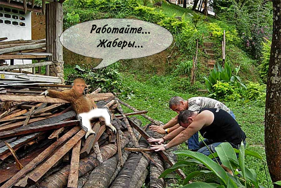 Фотожаба: "Олигарх из джунглей"