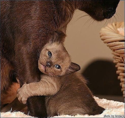Эти забавные животные