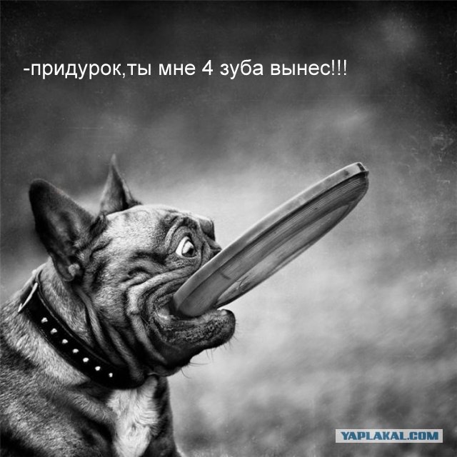 Фотожаба: Клевый пес с тарелкой