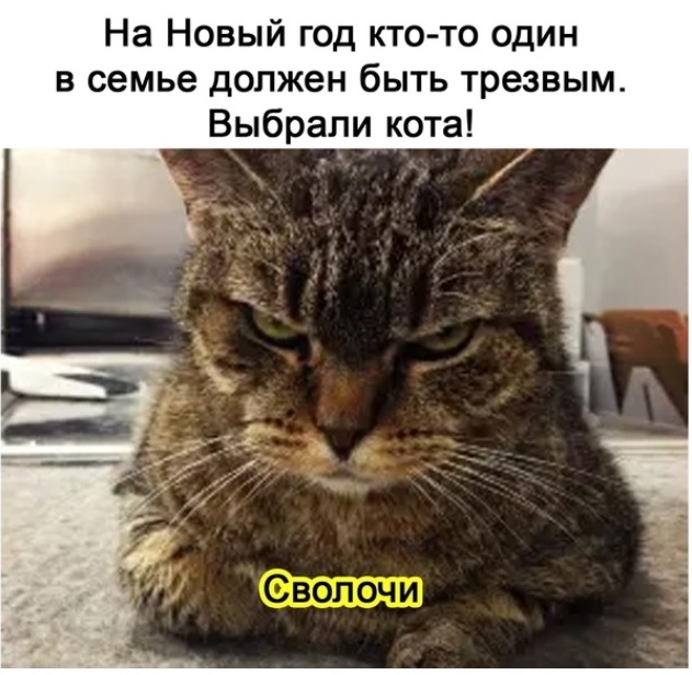 Кошатникам