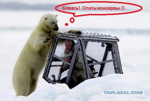 Голодный мишка и консерва, (BBC cameraman)