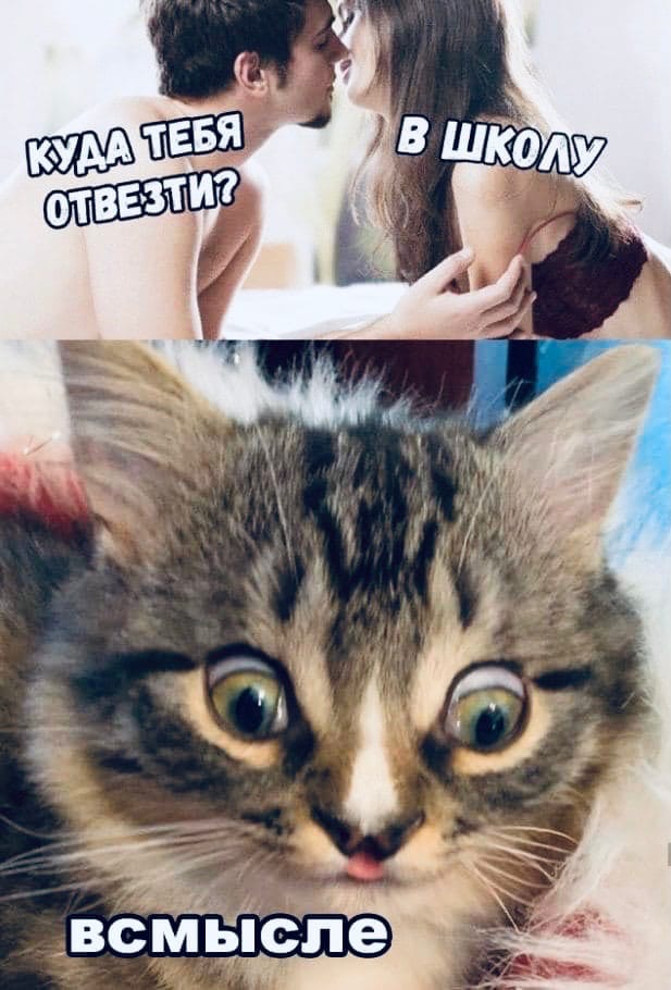 Пошлые мемы с котами
