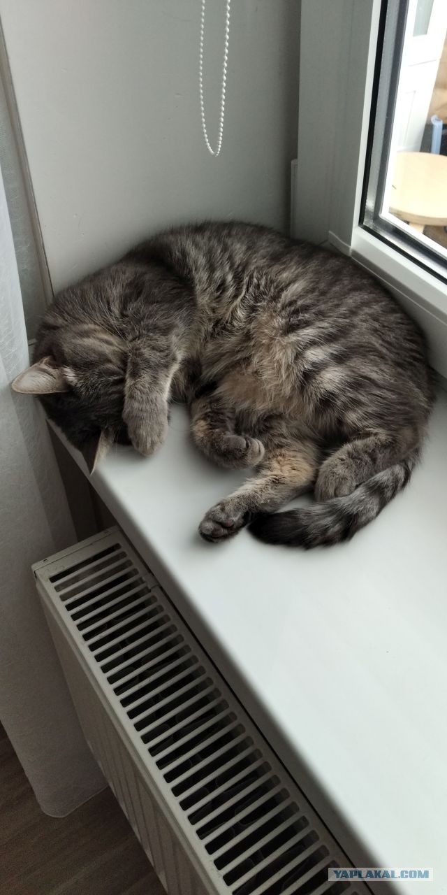 Погнали! С котовторником, други!