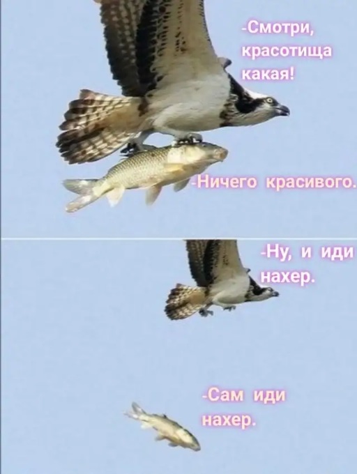 Весёлый полтишок 31.05.22