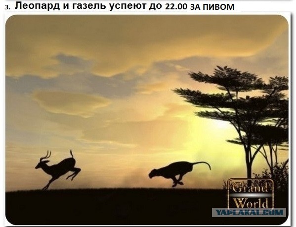 Животные добрые, они помогают друг другу