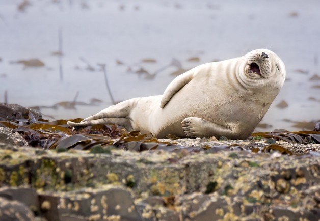 Самые смешные снимки животных в дикой природе за всю историю фотоконкурса Comedy Wildlife Photography Awards