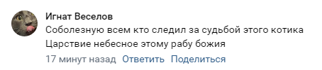 Умер пермский кот Крошик, за похудением которого следила вся страна.