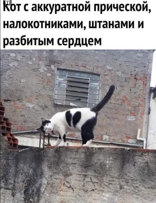 Немного забавных картинок от 04.05.2025