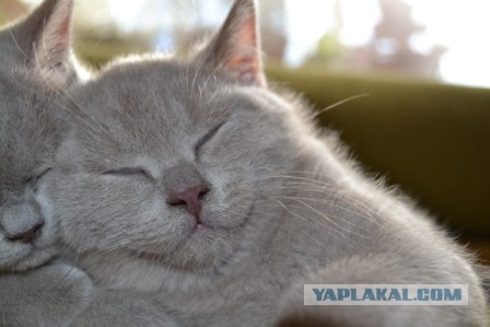 Котовторник 25.06.2013