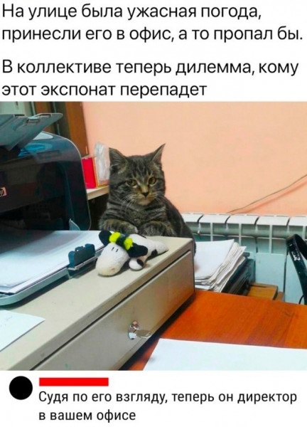 К котовторнику: подборка картинок-баянов с котиками и про котиков. Выпуск 13