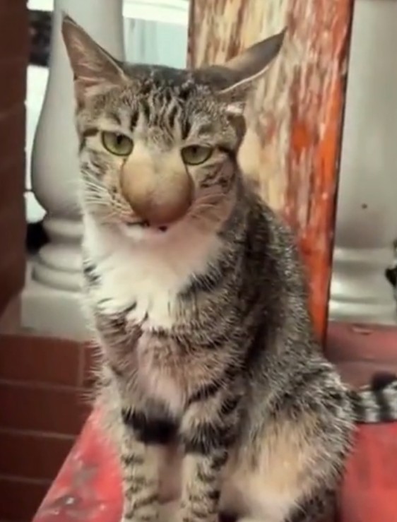 Этот щенок гонялся за пчёлами, и в итоге они его покусали