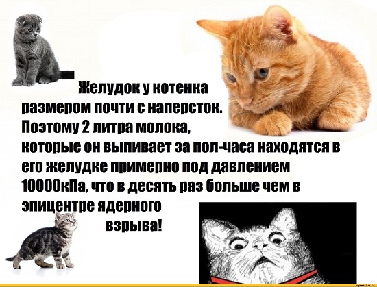 Жительница Таиланда заметила, что её котёнок раздулся как шар, и сразу повезла его к ветеринару