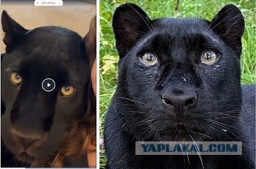Вы как хотите, а мы с котёнком - спать