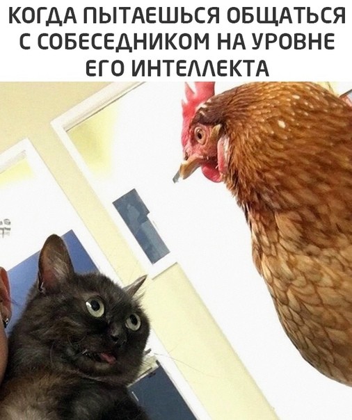 К котовторнику: подборка картинок-баянов с котиками и про котиков. Выпуск 36.