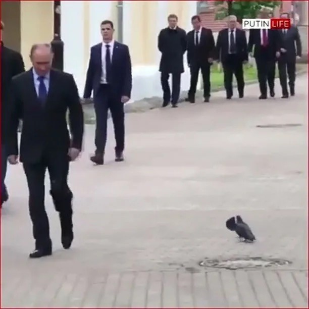 Котик прежде всего.