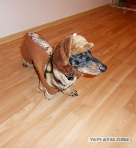 Суровый охотник