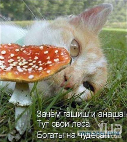 Не всем грибы одинаково полезны!