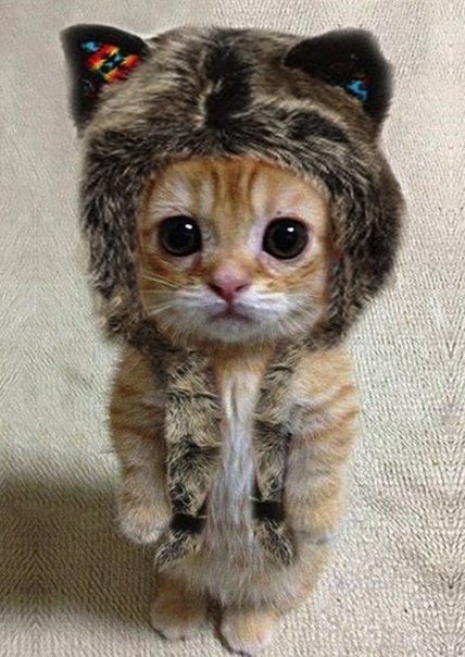 С Котовторником!