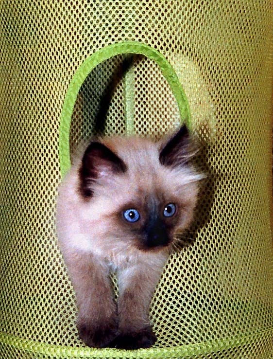 Котёнок по имени Гав