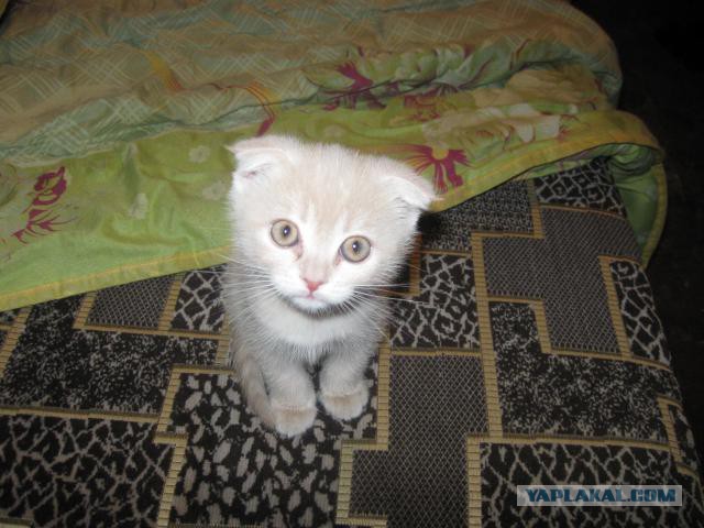 Котовторник 01.07.2014