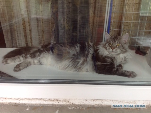 Котовторник 26.08.14.