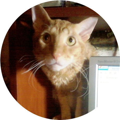 Котовторник