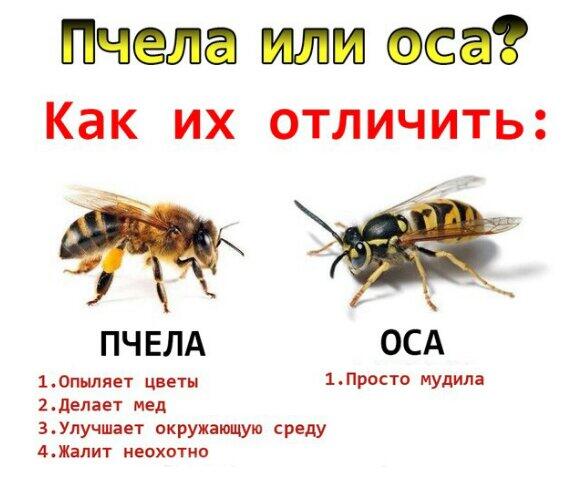 Как ёбнуть осу безопасно