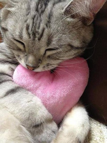 Котэподборка