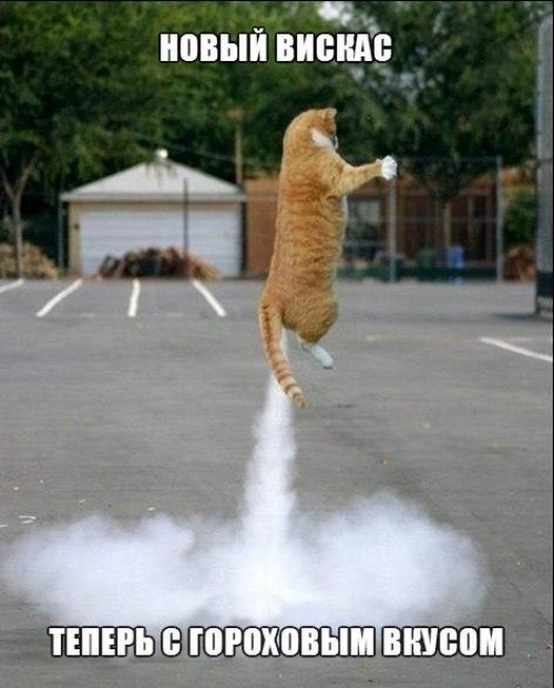 Котовторник