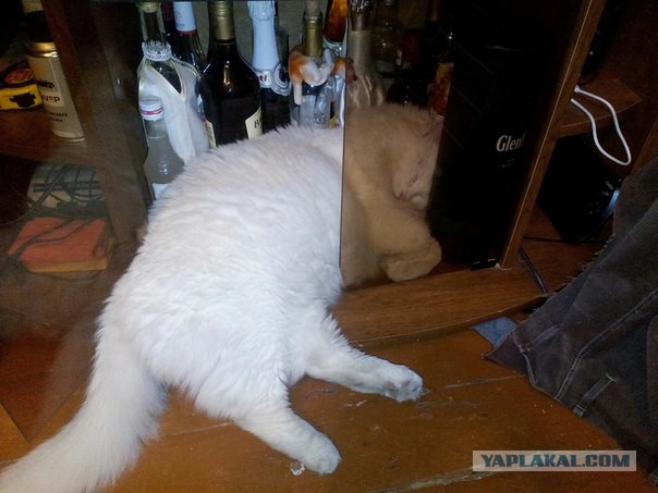 Котовторник 20.10.2015