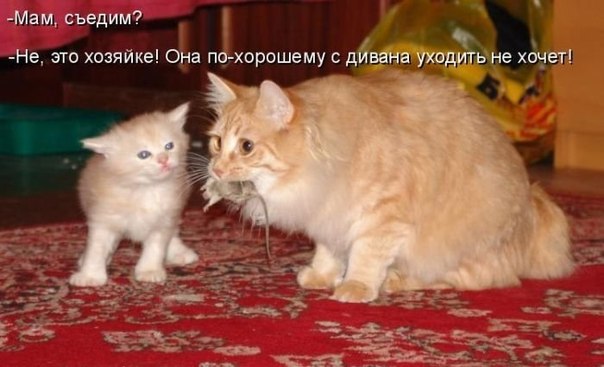 Прикольные картинки