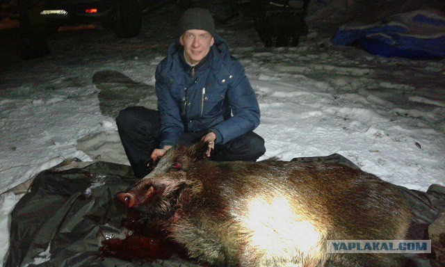 Кабаны вышли к рыбакам и съели всю их рыбу